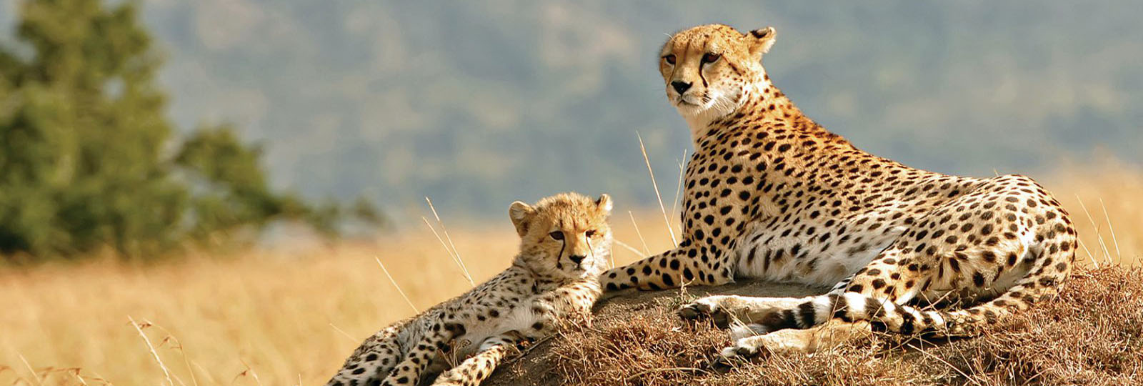 leopard with baby