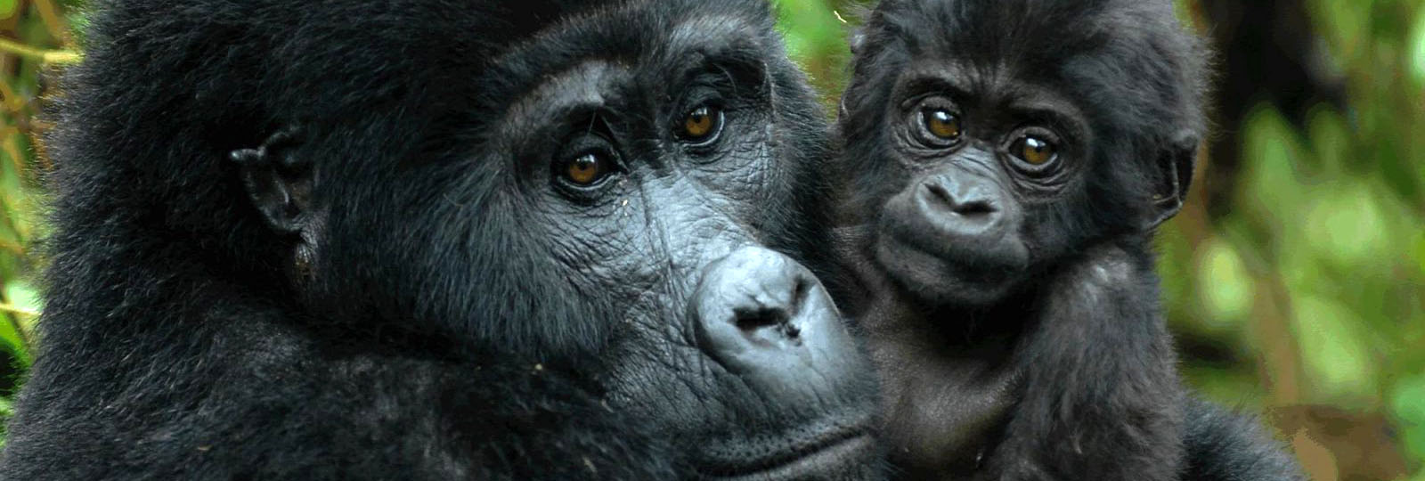 gorilas face side