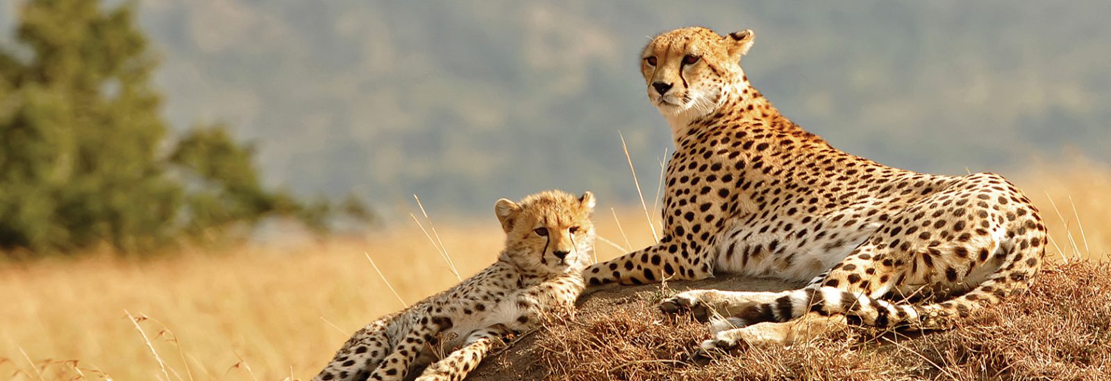 leopards sitting