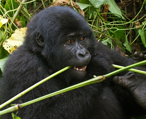 gorilla feeding