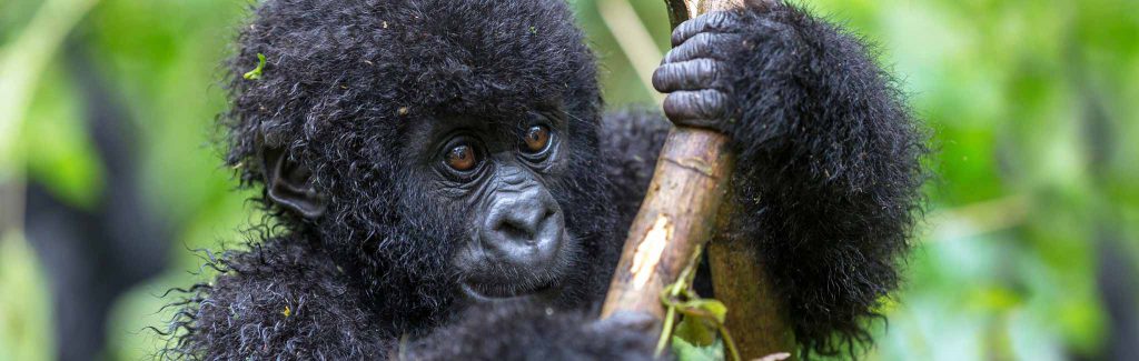 Baby Gorilla holding a branch