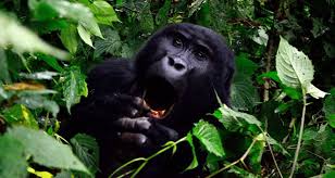 gorilla in Rwanda