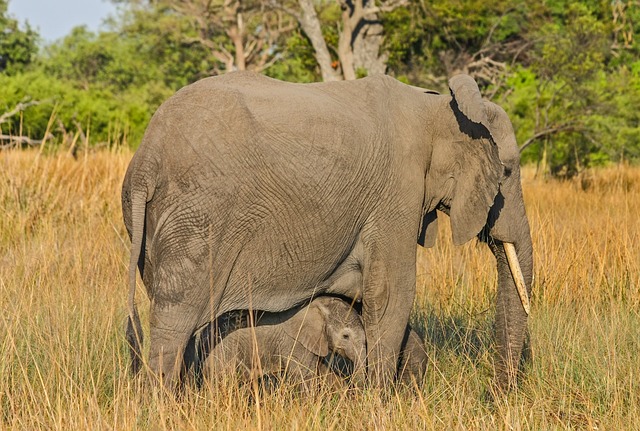 Elephants