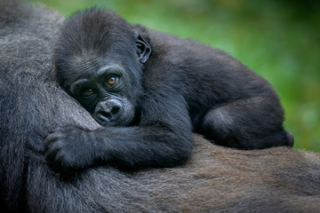 Gorilla carrying baby on her back