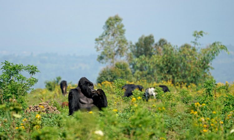 Gorilla trekking in Virunga
